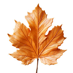 Obraz premium orange leaf png. leaf png. orange leaf isolated png. green leaf flat lay. orange leaf top view png. Maple leaf png, oak leaf png, pine leaf png, palm leaf png, fern png