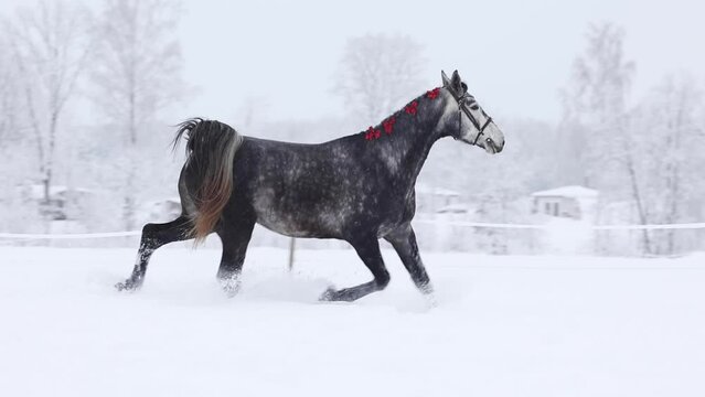 beautiful gray horse with ribbons in mane trotting through the snow in winter