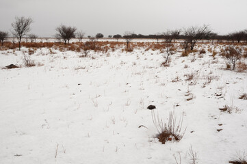 Snowy landscape in rural environment in La Pampa, Patagonia,  Argentina.