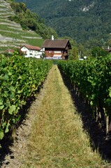 Fototapeta na wymiar Viñedos en Aigle junto al Lago Leman, Cantón de Vaud, Suiza