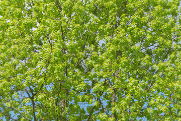 Green leaves on the tree branches at spring.