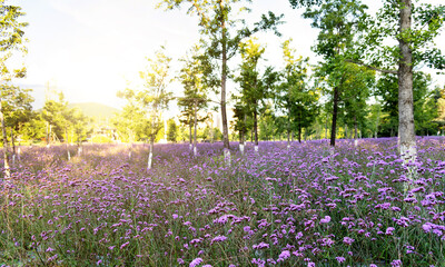Background of purple verbena flowers