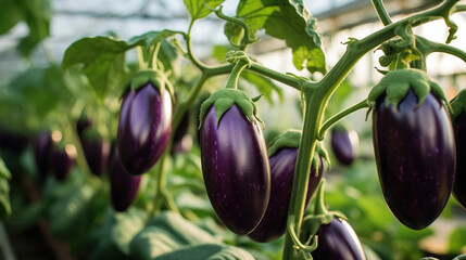 Growing ripe eggplants in an agricultural greenhouse