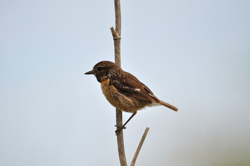 Small bird with brown and orange colors perched on a dry plant branch vertical