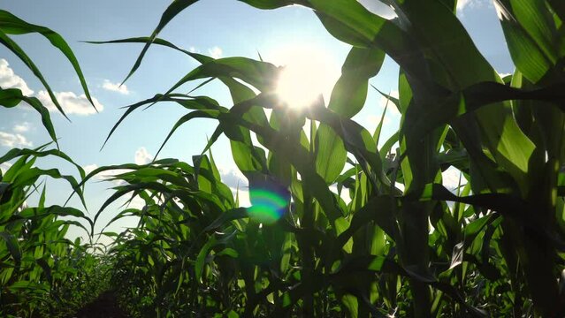 Corn field. A beautiful image of corn leaves. 4k footage.