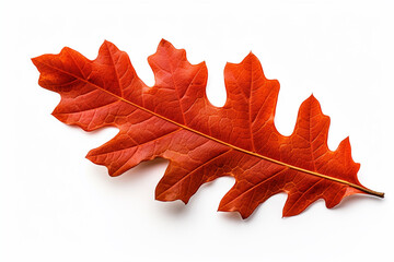 Fototapeta premium Red autumn oak leaf isolated on a white background