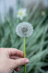 Fototapeta premium Lovely summer picture of a female hand holding dandelion against grass sunny background