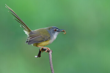 yellow-bellied prinia (prinia flaviventris) foraging by picking up mealworm in her beaks