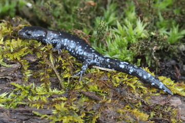 Blue spotted salamander