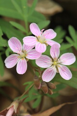 Spring beauty flowers Claytonia Virginica