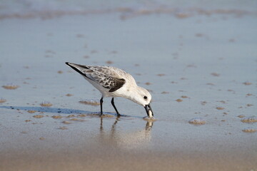 Sanderling eating on beach