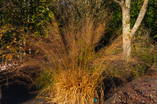 Molinea caerulea moor grass