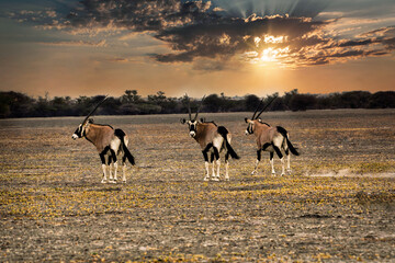 herd of oryx antelope running in the desert at sunset, dusty trail - obrazy, fototapety, plakaty