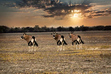 Fototapeten Antilope herd of oryx antelope running in the desert at sunset, dusty trail  © poco_bw
