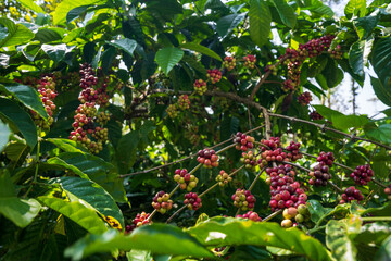 Fototapeta na wymiar Raw arabica coffee beans in coffee plantation