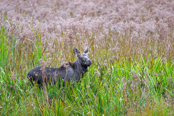 Female Moose (Alces alces) Standing in Reed Grass