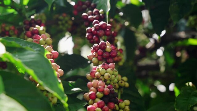 Raw arabica coffee beans in coffee plantation