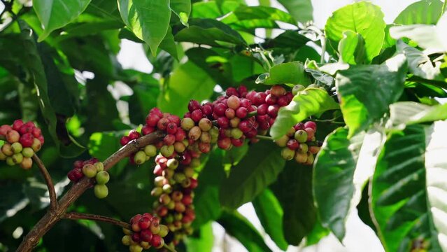 Raw arabica coffee beans in coffee plantation
