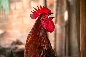 close up of brown and red rooster crowing