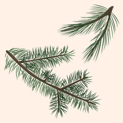 Fir and pine branch hand drawn in vector