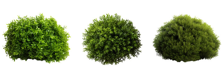 Lush Green Bushes of Different Shapes on Transparent Background