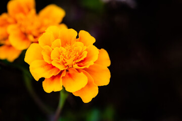Golden and red marigold flowers