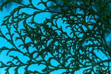 Green thuja branch against the background of the evening sky, an interesting natural pattern, natural abstraction in green and blue tones