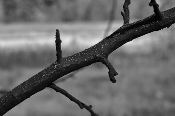 Damaged by fire, charred tree branch close-up, black and white photograph, harmonious graphic...