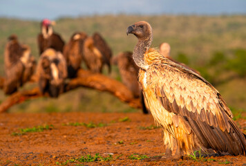 Vultures' waiting room. A white backed vulture soaks up the early morning sun at Scavengers' hide,...