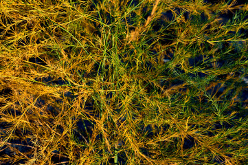 Some kind of herbaceous plant with leaves resembling soft larch needles grows densely on the ground, autumn has come and part of the plant has turned yellow, beautiful natural autumn texture