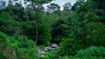 Fototapeta na wymiar forest in the mountains and river