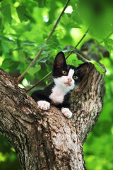 木の上からあちこち見渡している猫