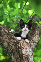 木の上からこちらを見下ろす猫