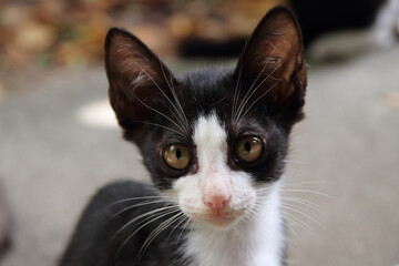 ハチワレ子猫、アップのポートレート