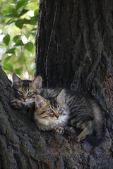 初夏、林間に住む子猫姉妹
