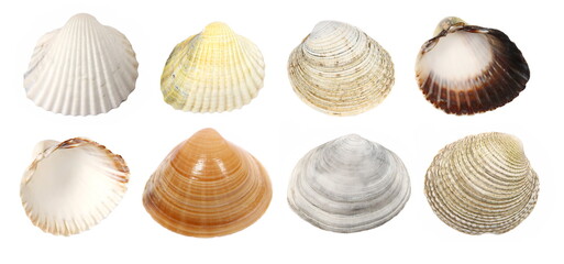 Set sea shell colorful isolated on white, top view