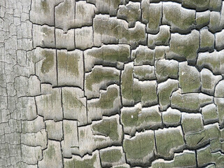 Burnt wood surface. Wood after a fire. Burnt wood texture