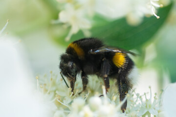 beautiful  blossom  of white  hydrangea  with working bumblebee at sunny day. macro
