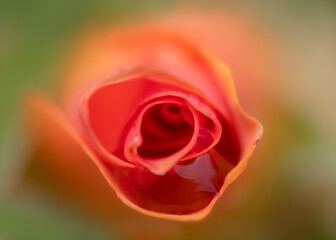 Center of orange red rose with shallow depth of field and selective focus