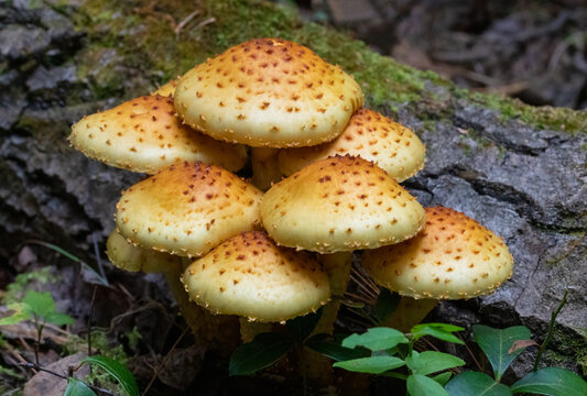 Sharp-scaly Pholiota cluster growing on a fallen tree in forest