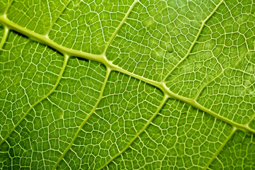 Top view of macro shot of leaf surface showcasing texture and colors