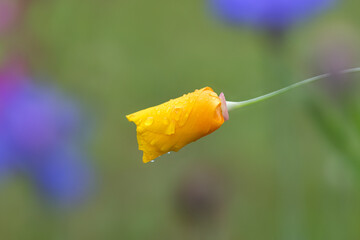 Closed yellow flower in garden with rain drops after a shower