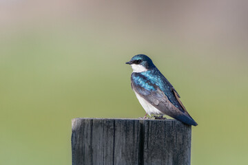 Beautiful blue and white male Tree Swallow standing on wooden post