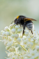 beautiful  blossom  of white  hydrangea  with working bumblebee at sunny day. macro, wild life