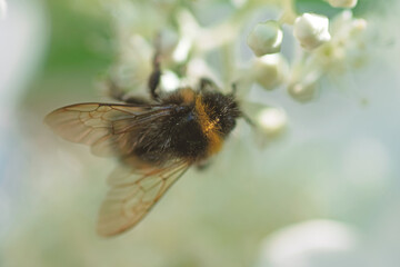 beautiful  blossom  of white  hydrangea  with working bumblebee at sunny day. macro, wild life