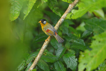 Silver-eared Mesia birdwatching in the forest