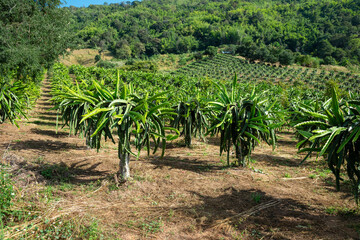 Plantation of Dragon fruit, Pitaya, Pitahaya in Vietnam. Garden of tropical fruit.
