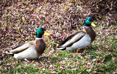 ducks in the park
