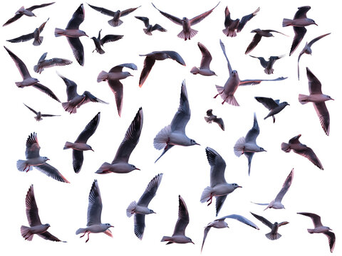 Set of Seagulls in Flight on Transparent Background