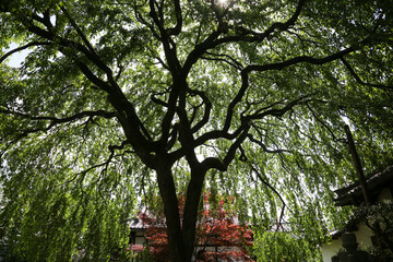 Fototapete bei efototapeten.de bestellen   